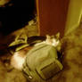 Kitten in my bookbag