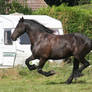 Friesian 3