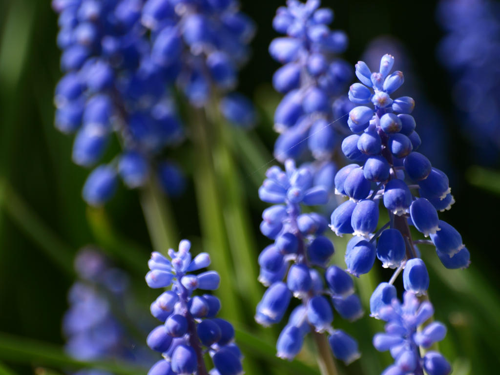 Petite Fleur Bleu By Marie Pierrafeu On Deviantart Petite Fleur Bleu By Marie Pierrafeu On Deviantart