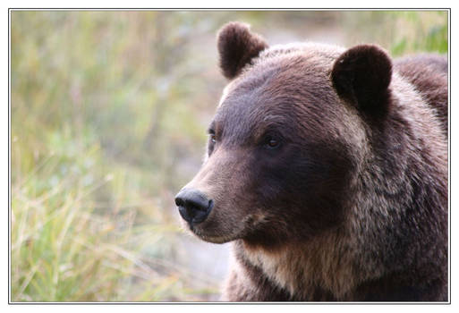 Brown Bear