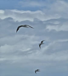 seagulls