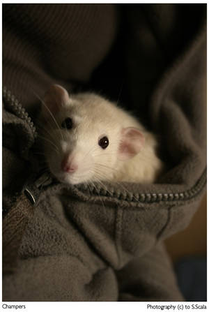 Rat. by SarahScala Rat. by SarahScala