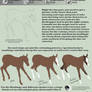 Artwork Tutorial - Horse