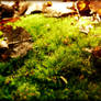 Autumn Moss
