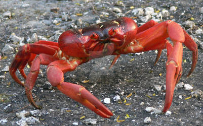 Red crab - Christmas Island