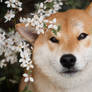 Shiba