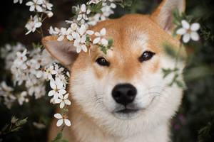 Shiba