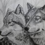 Wolf couple