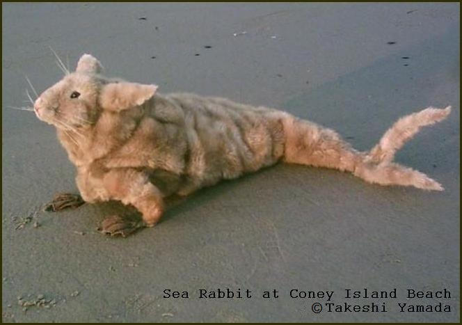 Coney Island Sea Rabbit, Seara, Dr. Takeshi Yamada by searabbit23 on ...