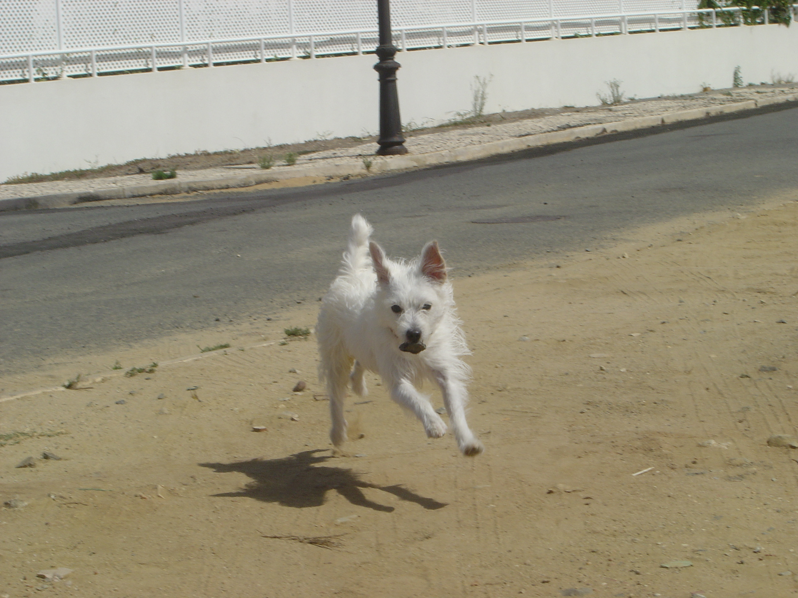 White Dog Running with a Stone