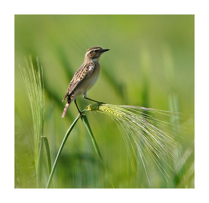 little-bird balance