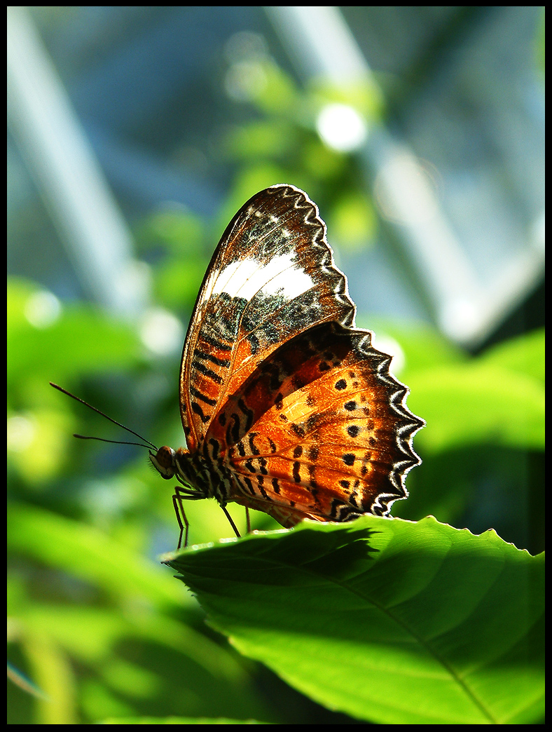 Macro - Butterfly - 1