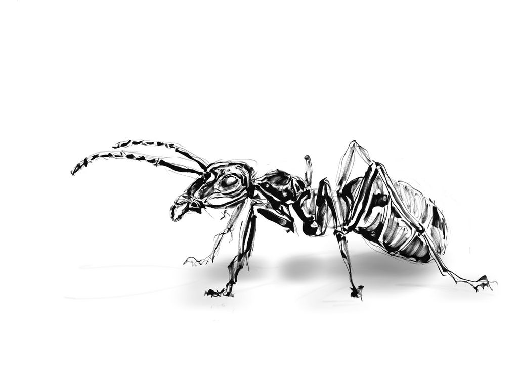 Ant Deviantart Ant by iwoexemplum on DeviantArt