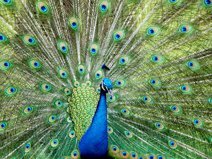 PEACOCK II