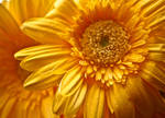 Yellow by Lucy-art