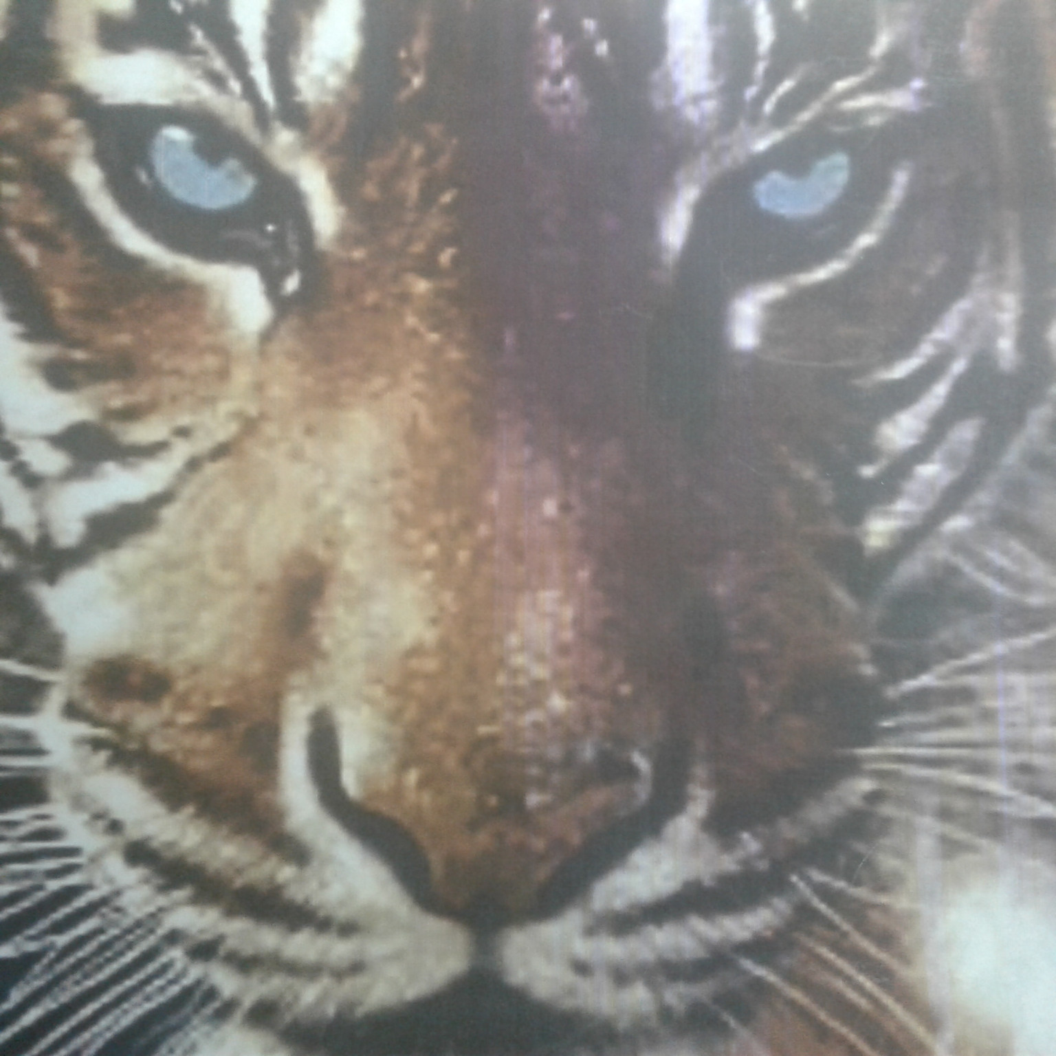Tigerface