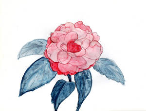 Camellia