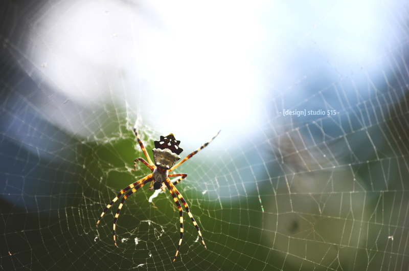 Spider in the light