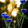 Cornflowers and Sunset