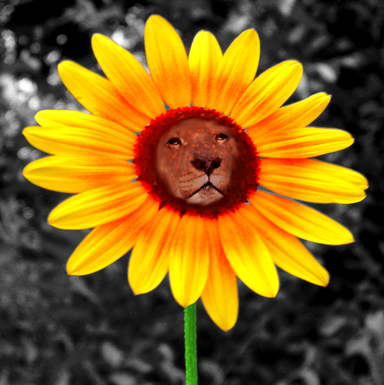 Lion Daisy