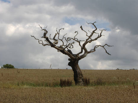 The Old Dead Tree