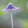 Little Blue Mushroom