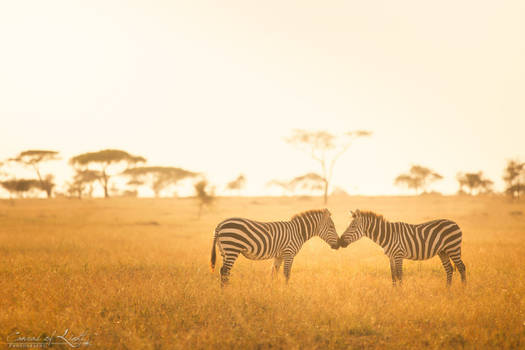 Zebra Love - Tanzania