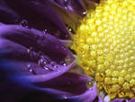 Purple Daisy.. by thealchemistchamber