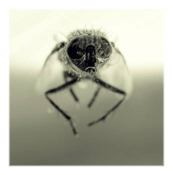 :: The Fly ::