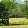 White Horse in the Clearing