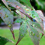 Droplets on a Leaf