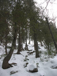 Tree Covered Hill