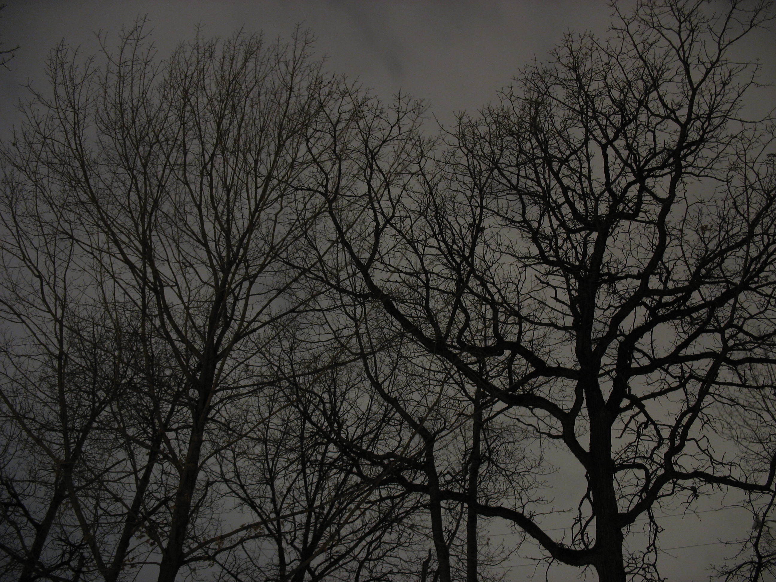 Night Trees 3