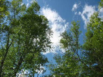 Trees and Sky