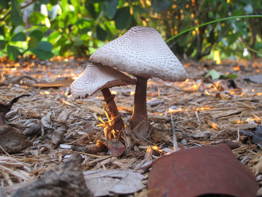 more shrooms. by ANSTADT