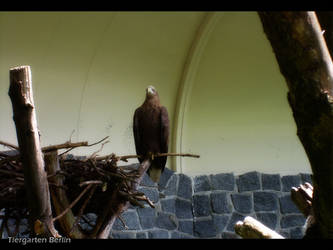 Photo: Eagle 001