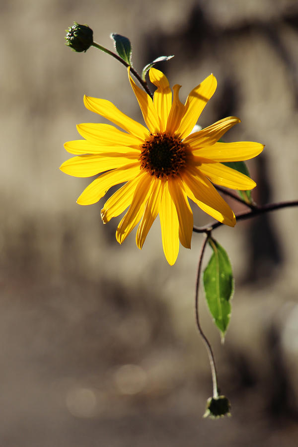 Rudbeckia