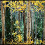 Aspen Forest