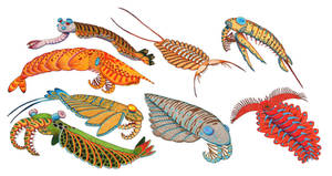 Anomalocaris group