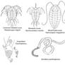 Ceticarid Callosity Fauna