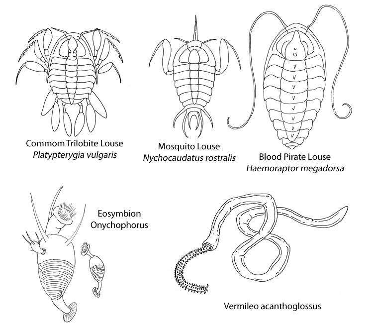 Callosity Patterns Ceticarid Callosity Fauna by NocturnalSea on DeviantArt