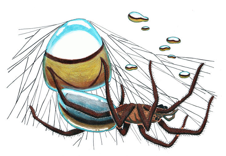 Diving-Bell Spider by NocturnalSea on DeviantArt