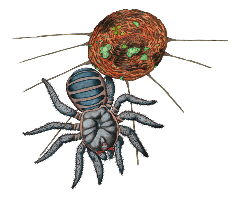 Malaysian Trapdoor Spider By Nocturnalsea On Deviantart