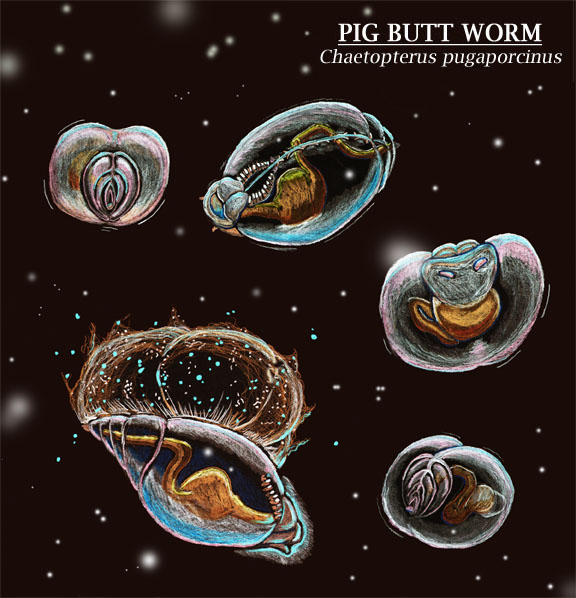 Cabinet of Curiosities: Pig Butt Worm