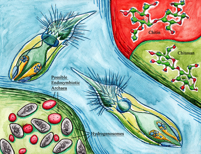 Cabinet of Curiosities: An Anoxic Metazoan