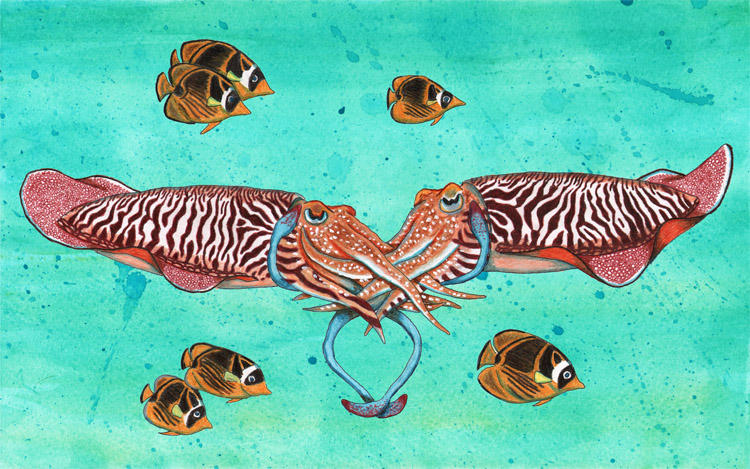 Cuddlefish by NocturnalSea on DeviantArt