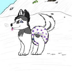 Diapered Husky