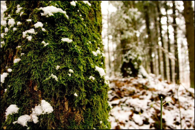 White and Green