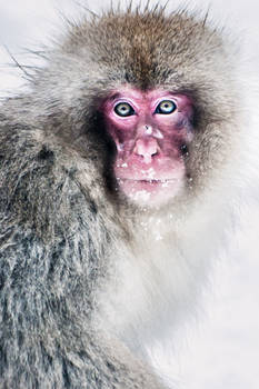 Japanese macaque