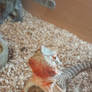 Red bearded dragon